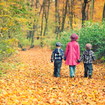 autumnforest adventures your guide to a perfect day in nature